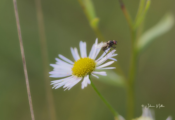 Die Blumenfliege auf dem Berufskraut