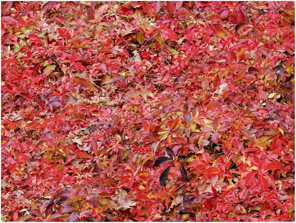 herbstfarben ....jpg