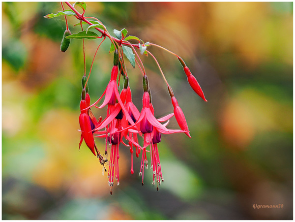 fuchsie ...