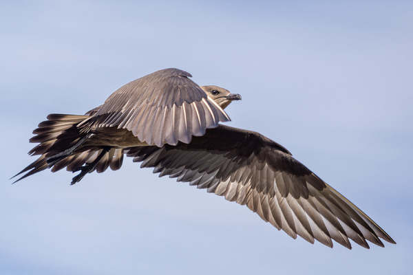 Schmarotzerraubmöwe