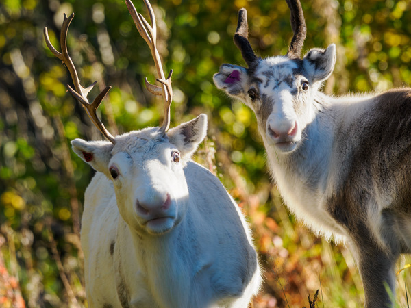 Staunende Rentiere