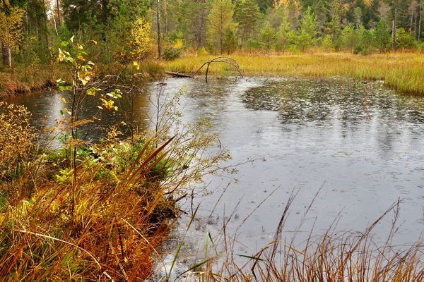 Regenschauer am Moortümpel