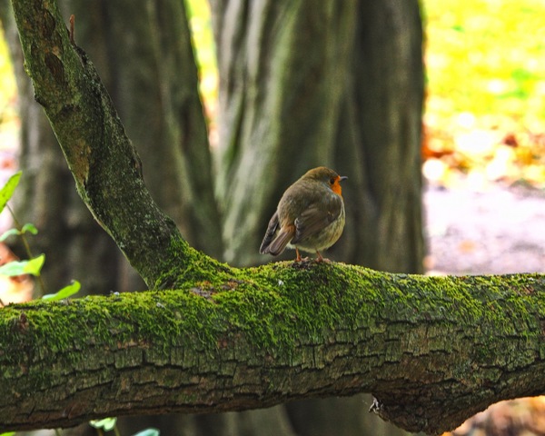WT25-KW44/45: Ist mein Ast!