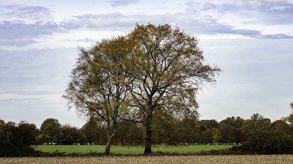 WT44/45-25: Schreitvögel...