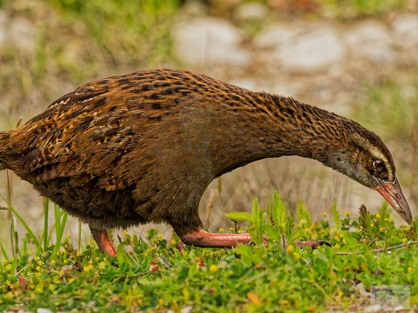 PB010403_Wekaralle_NZ_DxO