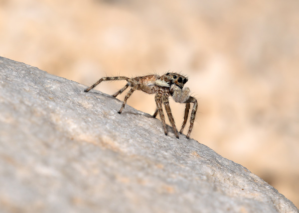 Springspinne 3