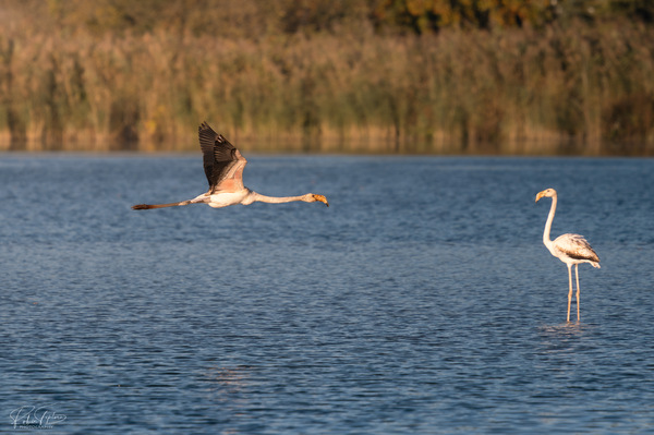 Flamingos in der Schweiz