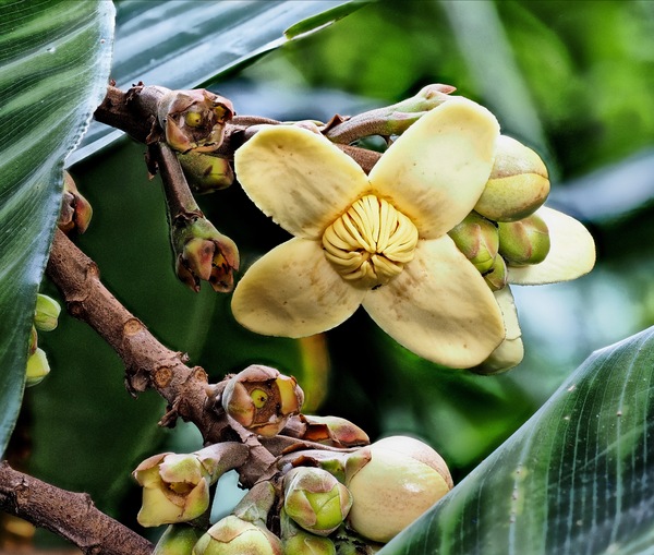 Grias neuberthii ...