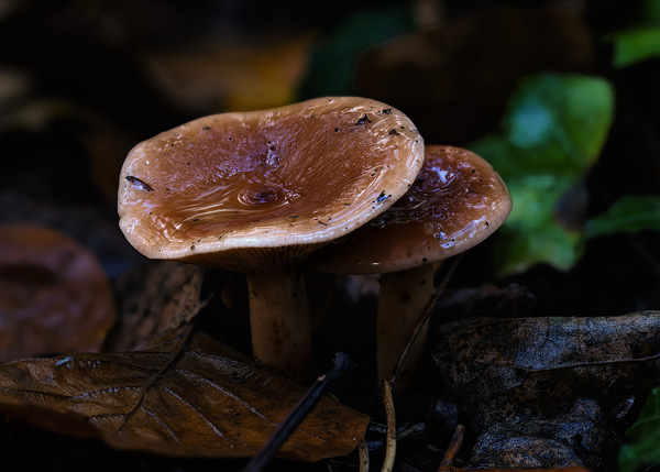 WT25-KW44/45: Im Wald nach einem Gewitter III