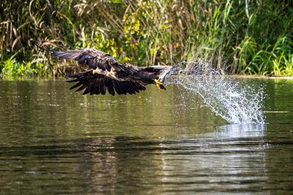 seeadler.jpg