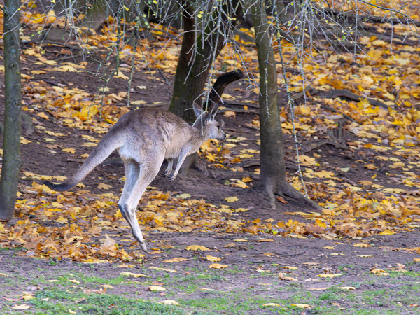 Verfolgung beim Hüpfen