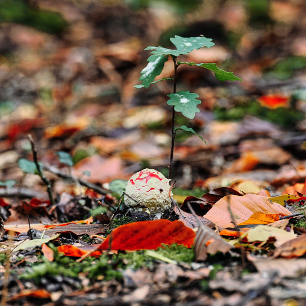 33-Eiche mit Fliegenpilz
