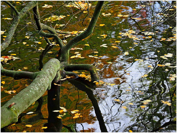 WT25-KW44/45: Landschaftsdetails --- Am Teich