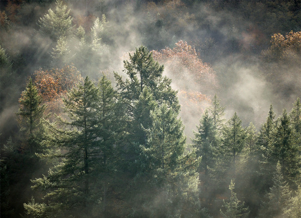 Nebel + Sonne + Baumwipfel