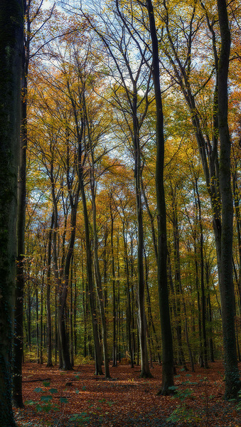 WT25-KW44/45: Ein kleines Stück Herbstwald
