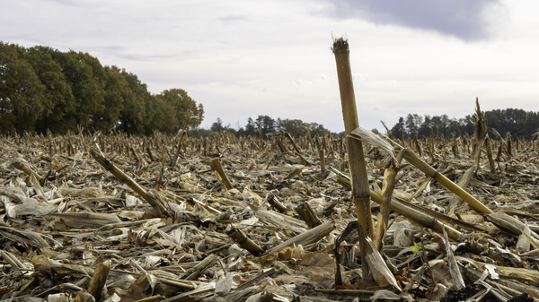 WT44/45-25: Abgeerntet...