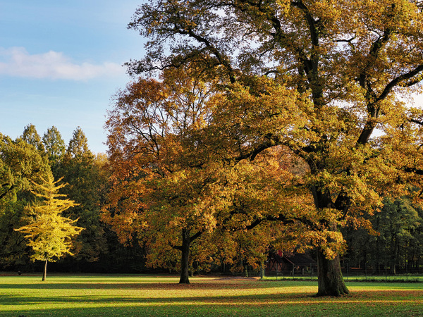 Herbstimpression im Hirschpark