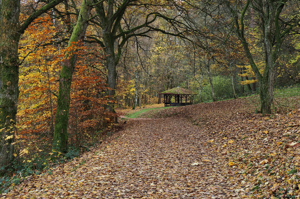 Bunte Blätter säumen meinen Waldspaziergang