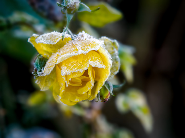 Rose im Eis.jpg