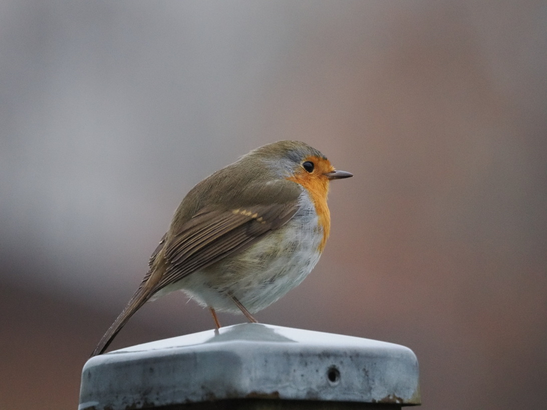 PB241758_WS-nur sk_.jpg