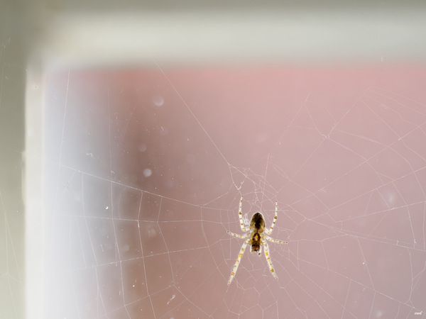 WT50/51  Zimmerservice