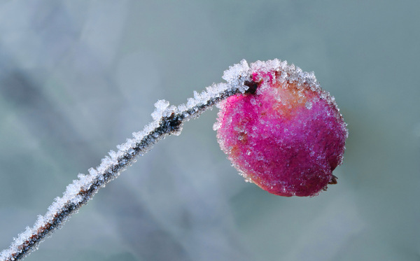 WT-25KW25/01: Gefrostet ...