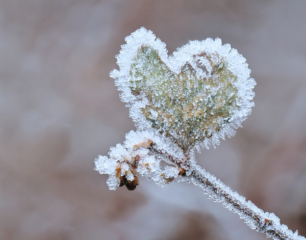 WT-25KW52/01: Herzallerliebst ....