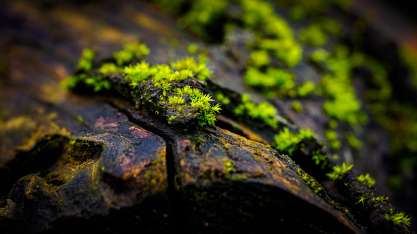 WT-50/51 - Auf Holzscheit ...