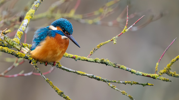 Eisvogel beim Ansitz