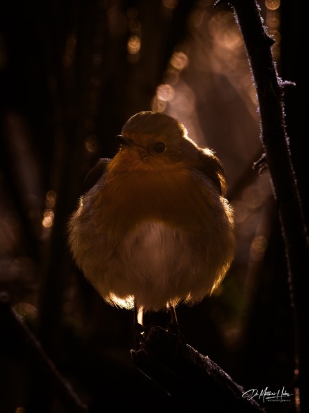 Rotkehlchen im weihnachtlichen Schein
