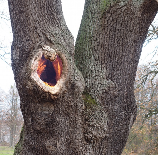 WT-25KW48/49: Feuriger Baum ...