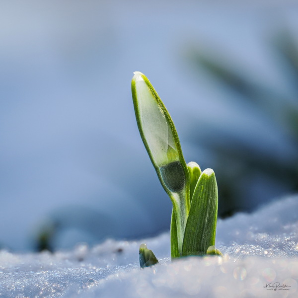 Erste Schneeglöckchen ...