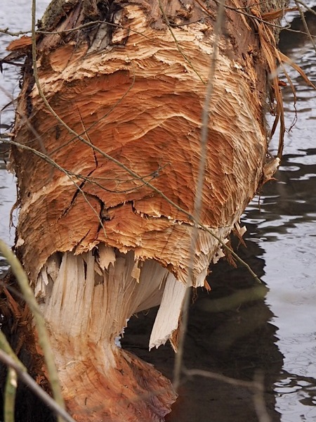 WT KW 06-07: Wer solche Spuren hinterläßt...